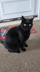 Found/Stray Female Cat last seen Bennett Rd, Toledo, OH 43612