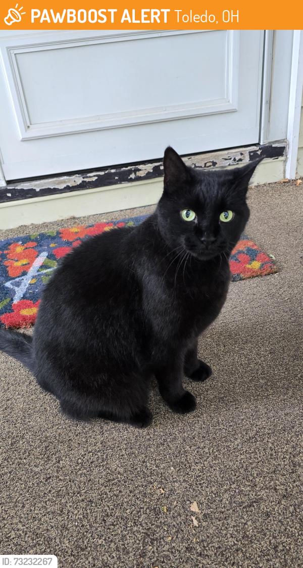 Found/Stray Female Cat last seen Bennett Rd, Toledo, OH 43612