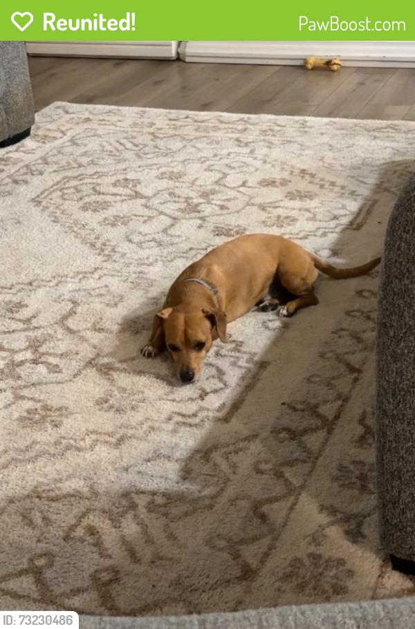 Reunited Male Dog last seen Near Falkland Rd, Carrollton, TX 75007, USA, Carrollton, TX 75007