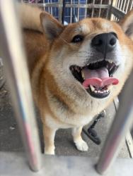 Reunited Male Dog last seen Last seen behind the store “Betty’s fashion” in the alleyway, Los Angeles, CA 90001
