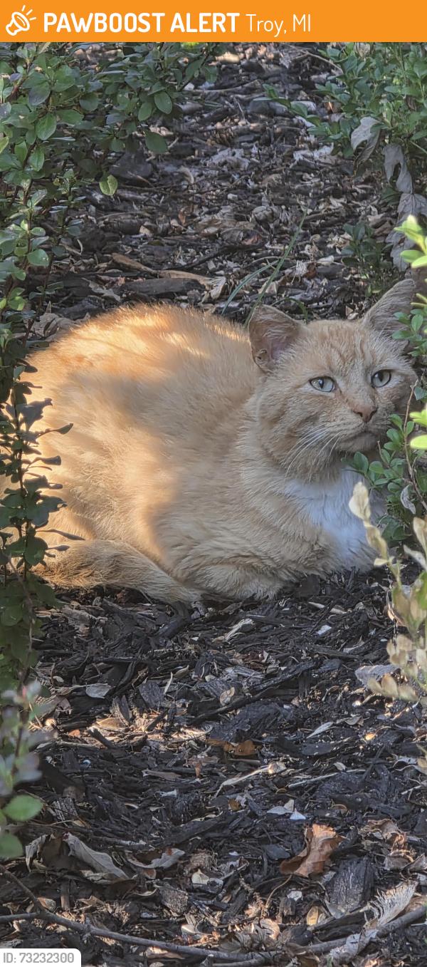 Found/Stray Unknown Cat last seen Blackwall and Aspinwall streets, Troy, MI 48098