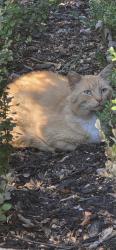 Found/Stray Unknown Cat last seen Blackwall and Aspinwall streets, Troy, MI 48098
