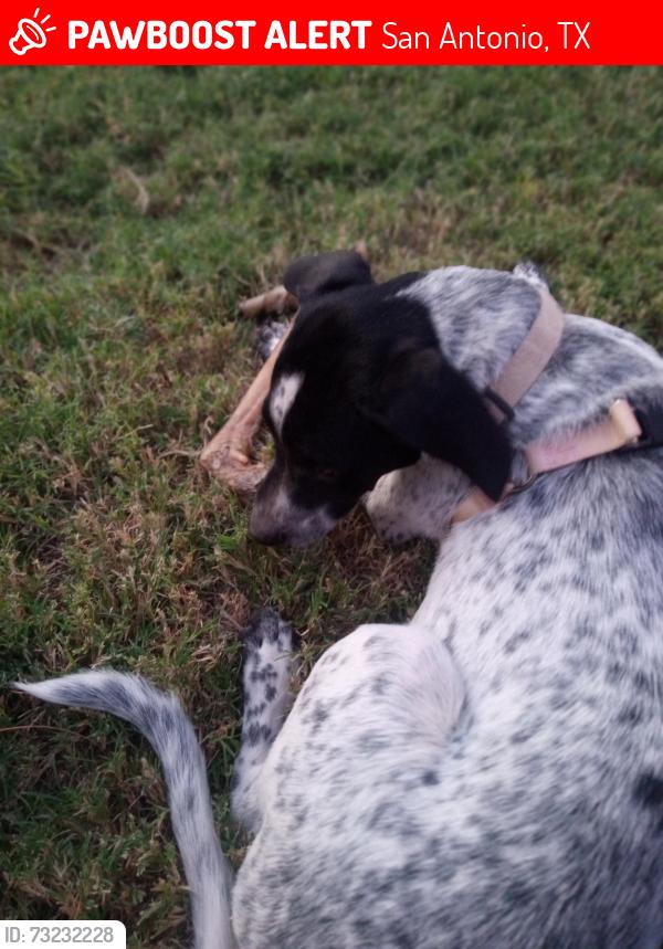 Lost Male Dog last seen Ww white rd. Near e. Houston, San Antonio, TX 78219