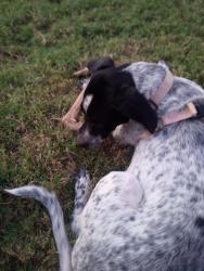 Lost Male Dog last seen Ww white rd. Near e. Houston, San Antonio, TX 78219