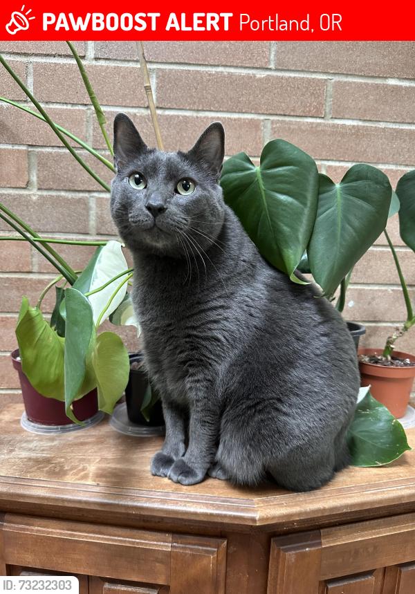 Lost Male Cat last seen NW Malhuer Ave and NW Neskowin Dr, Portland, OR 97229