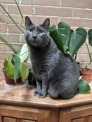 Lost Male Cat last seen NW Malhuer Ave and NW Neskowin Dr, Portland, OR 97229