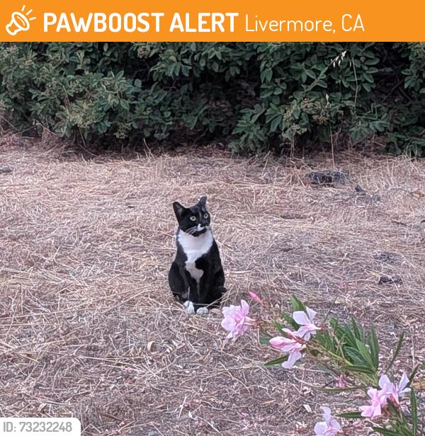 Found/Stray Unknown Cat last seen Near Double Tree Hotel & Rodeway Inn, Livermore, CA 94551