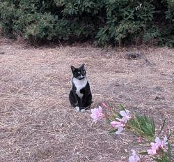 Found/Stray Unknown Cat last seen Near Double Tree Hotel & Rodeway Inn, Livermore, CA 94551