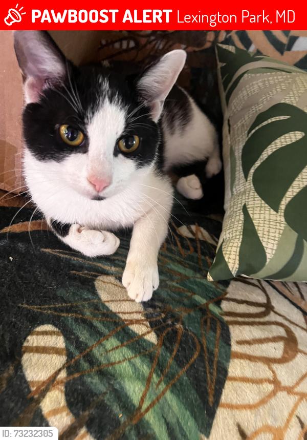 Lost Male Cat last seen Spring Ridge Middle School, Lexington Park, MD 20653