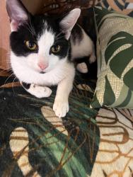 Lost Male Cat last seen Spring Ridge Middle School, Lexington Park, MD 20653