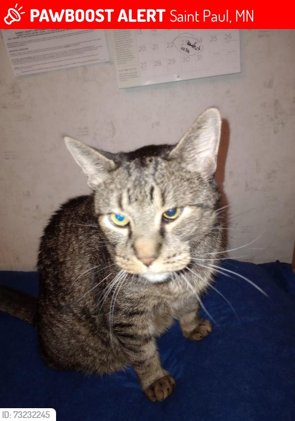 Lost Male Cat last seen University and western ave, Saint Paul, MN 55103