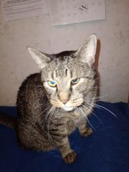 Lost Male Cat last seen University and western ave, Saint Paul, MN 55103