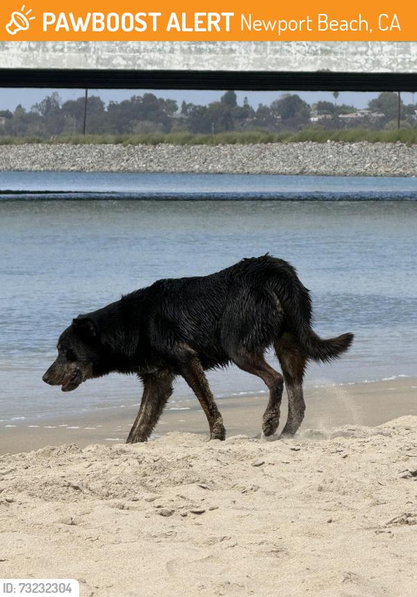 Found/Stray Male Dog last seen Near Santa Ana River Jetties, Newport Beach, CA 92663