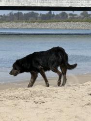 Found/Stray Male Dog last seen Near Santa Ana River Jetties, Newport Beach, CA 92663