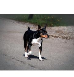 Reunited Female Dog last seen Calle San Martine, Menifee, CA 92584