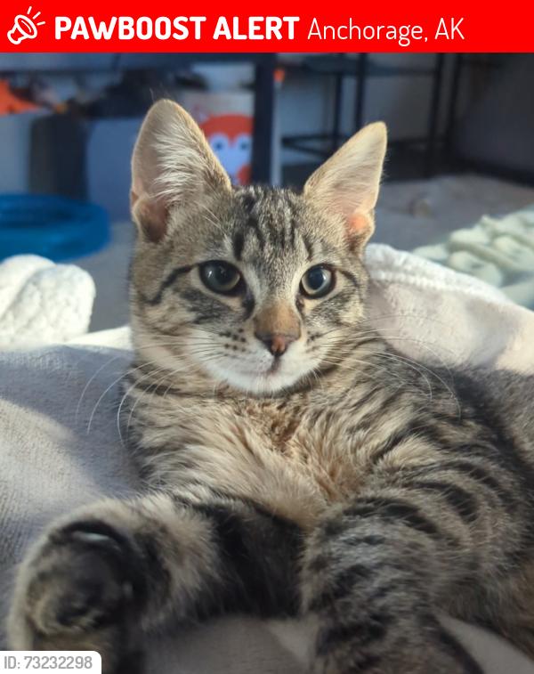 Lost Male Cat last seen Wolverine and Mink ave, Anchorage, AK 99504