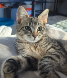 Lost Male Cat last seen Wolverine and Mink ave, Anchorage, AK 99504