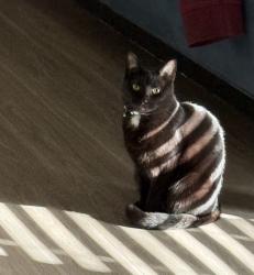 Lost Female Cat last seen Arkansas, Arlington, TX 76010