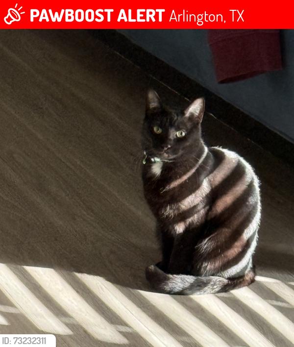 Lost Female Cat last seen Arkansas, Arlington, TX 76010