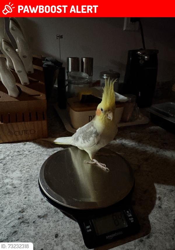Lost Male Bird last seen Etiwanda, Rancho Cucamonga, CA 91739
