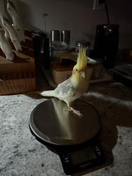 Lost Male Bird last seen Etiwanda, Rancho Cucamonga, CA 91739