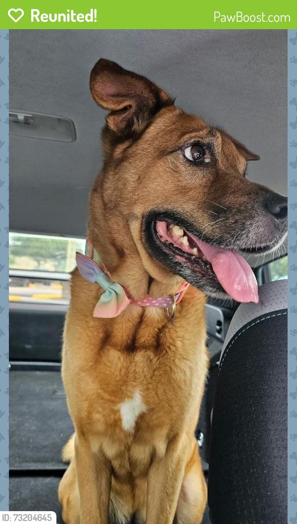 Reunited Female Dog last seen Price and south Chamberlain, North Port, FL 34286