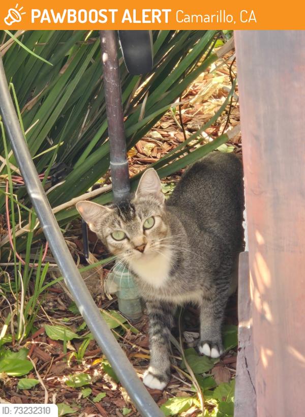 Found/Stray Unknown Cat last seen Ponderosa/Shepherd, Camarillo, CA 93010