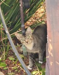 Found/Stray Unknown Cat last seen Ponderosa/Shepherd, Camarillo, CA 93010
