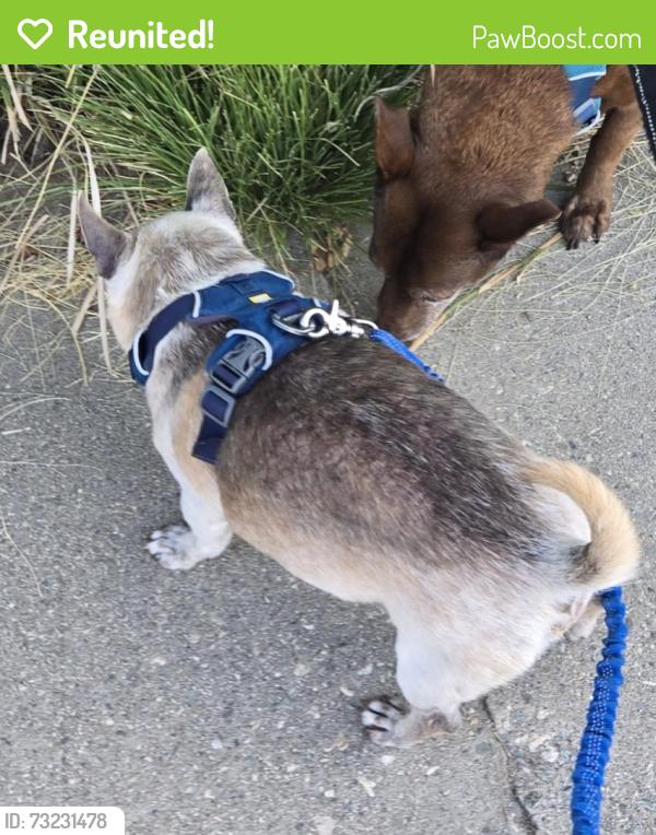 Reunited Male Dog last seen Santa Rosalia/Stocker, Los Angeles, CA 90008