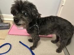 Reunited Unknown Dog last seen Mountain Creek and Treyburn, Cinco Ranch, TX 77450