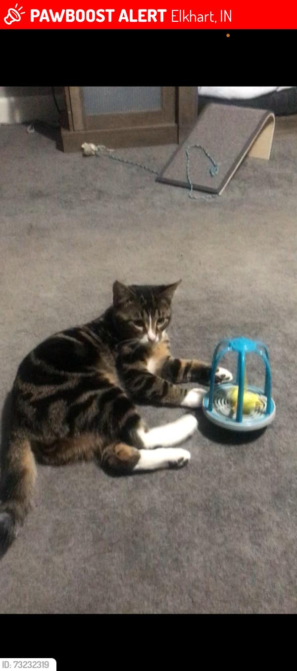 Lost Male Cat last seen Airport, Elkhart, IN 46517