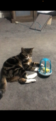Lost Male Cat last seen Airport, Elkhart, IN 46517