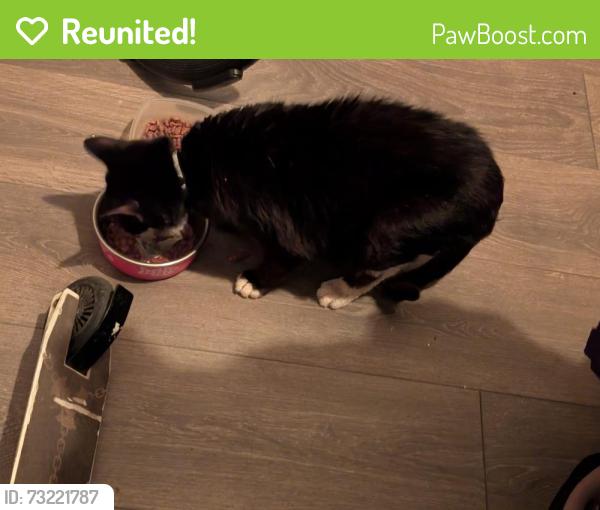 Reunited Female Cat last seen Mill lane, Greater Manchester, England SK5 6XT