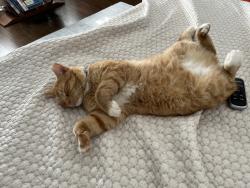 Reunited Male Cat last seen Near orleans, Hendersonville, NC 28791