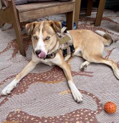 Reunited Female Dog last seen Near Granite Peak Ct, Sacramento, CA 95829, USA, Sacramento, CA 95829