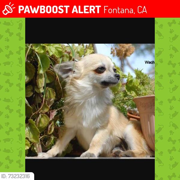 Lost Female Dog last seen Near Ceres Fontana CA 92335, Fontana, CA 92335