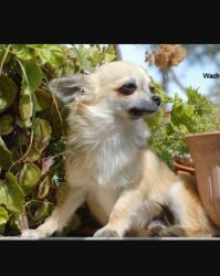 Lost Female Dog last seen Near Ceres Fontana CA 92335, Fontana, CA 92335