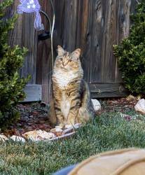 Lost Female Cat last seen Westwood Drive and Flannelbush Drive, Folsom, CA 95630