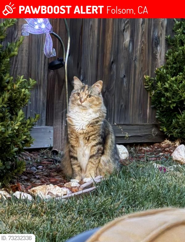 Lost Female Cat last seen Westwood Drive and Flannelbush Drive, Folsom, CA 95630
