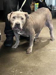 Shelter Stray Male Dog last seen , West Valley Animal Shelter, 20655 Plummer St, Chatsworth, CA 91311, USA