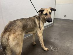 Shelter Stray Male Dog last seen , 1850 W 60th St, Los Angeles, CA 90047, USA
