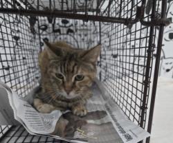 Shelter Stray Female Cat last seen , 957 N Gaffey St, San Pedro, CA 90731, USA