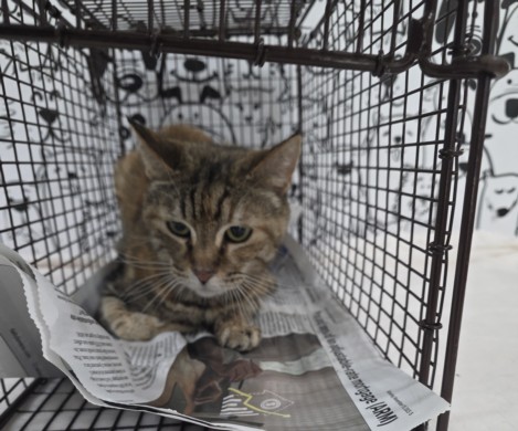 Shelter Stray Female Cat last seen , 957 N Gaffey St, San Pedro, CA 90731, USA