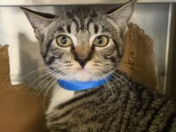 Shelter Stray Female Cat last seen , 1850 W 60th St, Los Angeles, CA 90047, USA