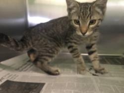 Shelter Stray Male Cat last seen , 1850 W 60th St, Los Angeles, CA 90047, USA
