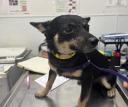 Shelter Stray Male Dog last seen , 1850 W 60th St, Los Angeles, CA 90047, USA
