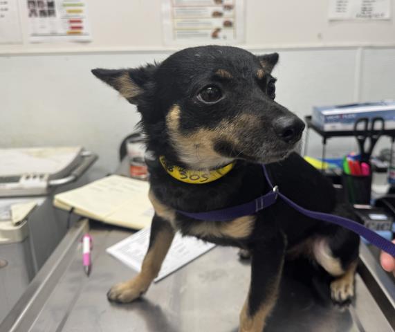 Shelter Stray Male Dog last seen , 1850 W 60th St, Los Angeles, CA 90047, USA