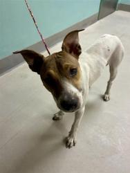 Shelter Stray Female Dog last seen Near RECORD ST, RENO NV 89512, 2825 Longley Ln Suite A, Reno, NV 89502, USA