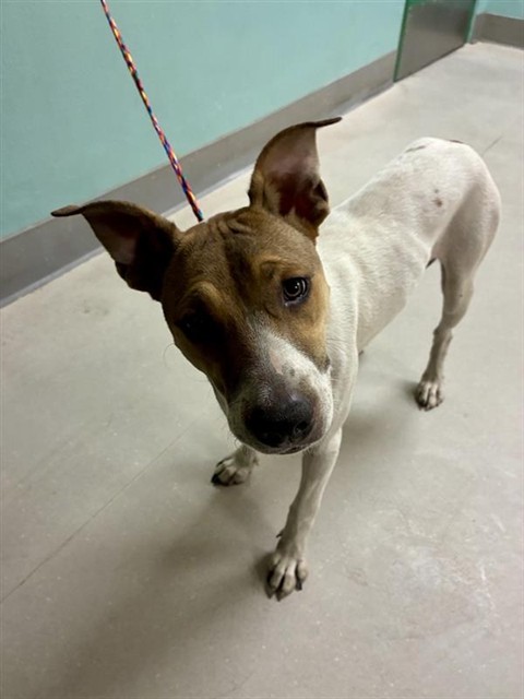 Shelter Stray Female Dog last seen Near RECORD ST, RENO NV 89512, 2825 Longley Ln Suite A, Reno, NV 89502, USA