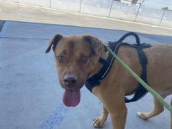 Shelter Stray Male Dog last seen PACHECO RD, BAKERSFIELD CA 93307, 3951 Fruitvale Ave, Bakersfield, CA 93308, USA